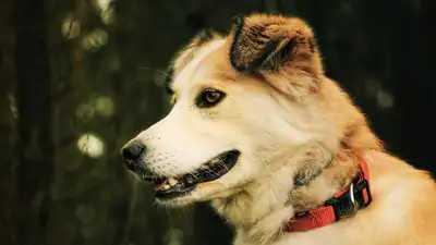 Что нужно знать о бешенстве , фото - Новости Zakon.kz от 29.09.2023 09:24