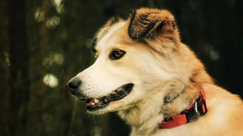 Что нужно знать о бешенстве