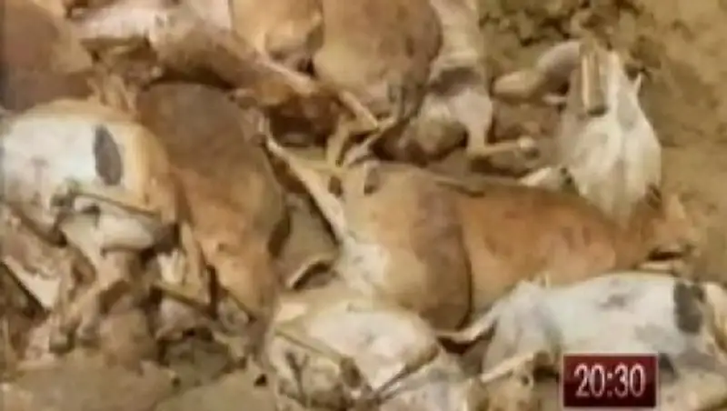 В Актюбинской области число павших сайгаков увеличилось до 10 тысяч