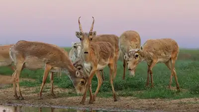 Поголовье сайги выросло почти в два раза в Костанайской области , фото - Новости Zakon.kz от 21.10.2023 04:24
