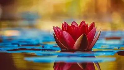 Pixabay, фото - Новости Zakon.kz от 15.04.2020 14:23