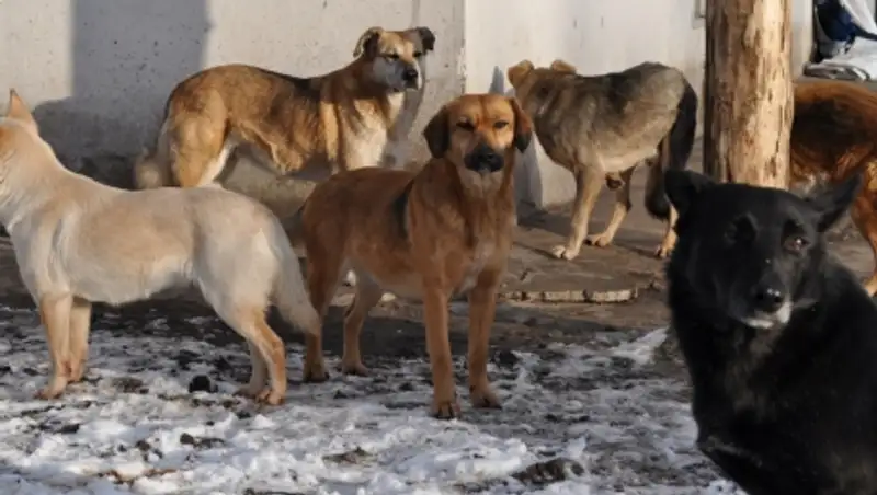 Жыл басынан бері Шымкентте 3500 &#1179;а&#1187;&#1171;ыбас ит-мысы&#1179; аулан&#1171;ан