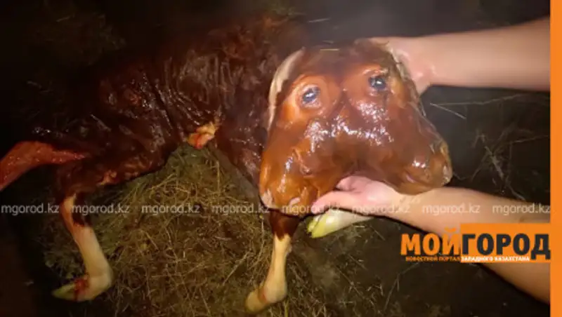 Двуглавый теленок родился в Актюбинской области