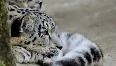 нацпарк Алматинская область барс фотоловушка, фото - Новости Zakon.kz от 29.06.2022 12:08