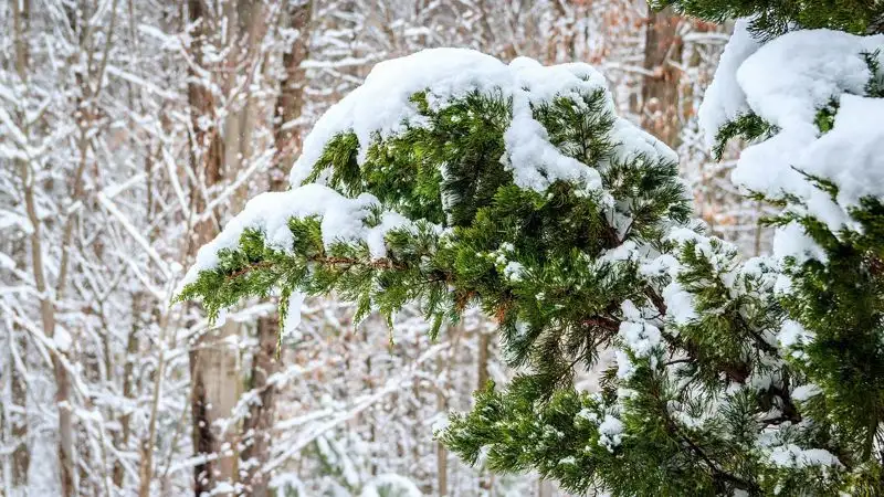 Какая погода ожидает казахстанцев в январе 2023 года