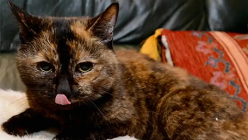 От старейшей приютской кошки Великобритании отказывались 30 тысяч раз