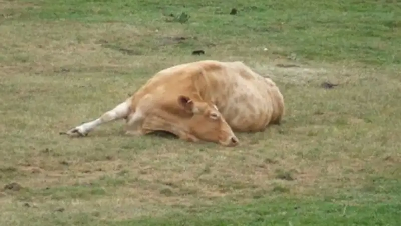 В Кызылординской области люди, потерявшие от пастереллеза скот, получат компенсацию