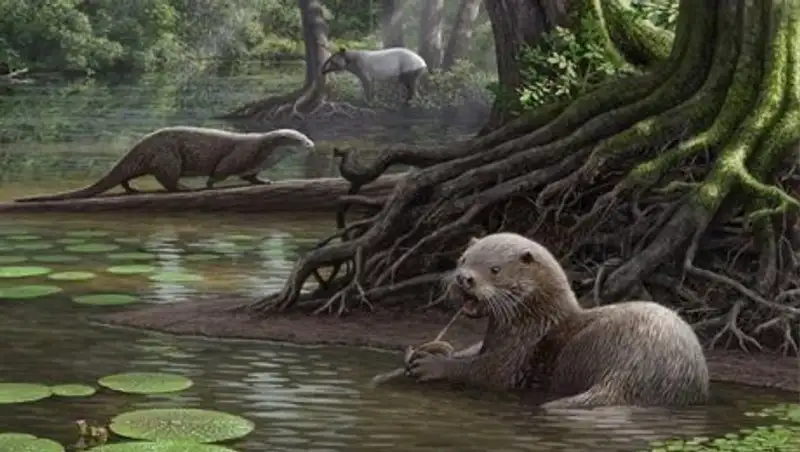 В Китае нашли останки выдры, жившей шесть миллионов лет назад