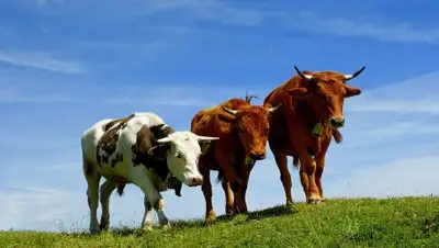 Zakon.kz, фото - Новости Zakon.kz от 13.10.2015 17:23