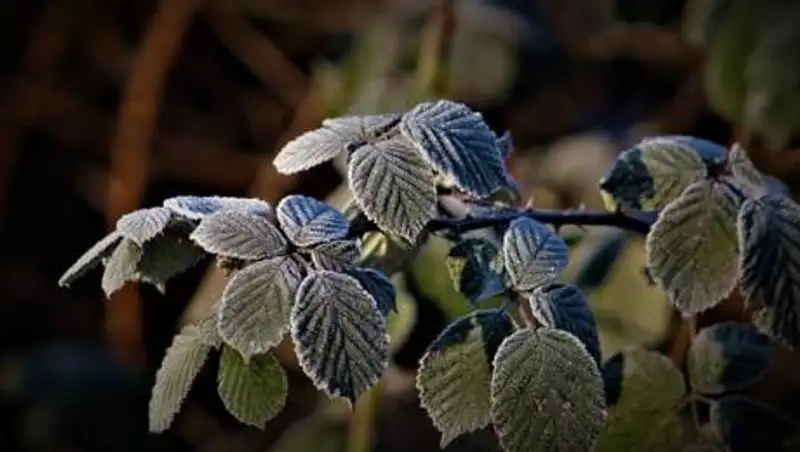 Заморозки, дожди и пыльная буря ожидаются в Казахстане