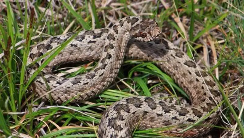 В Актюбинской области змея укусила ребенка
