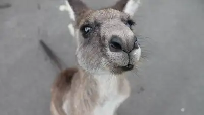 Новыми экзотическими животными пополнился зоопарк Шымкента, фото - Новости Zakon.kz от 13.09.2023 18:06