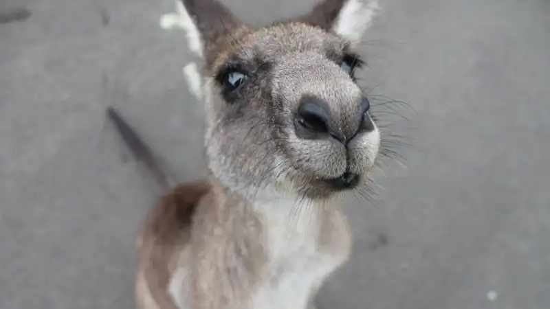 Новыми экзотическими животными пополнился зоопарк Шымкента
