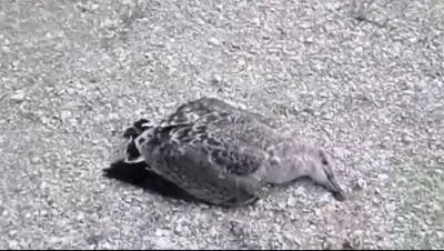 МИА Казинформ, фото - Новости Zakon.kz от 22.12.2017 23:30