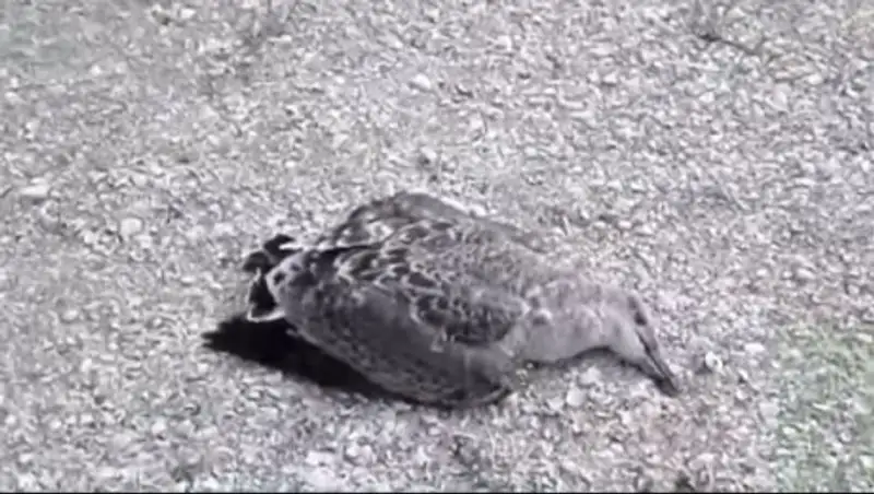 НКОК оштрафовали на 2,7 млн тенге за мертвых птиц