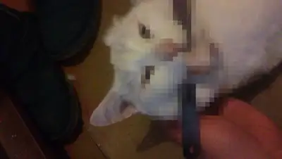 Zakon.kz, фото - Новости Zakon.kz от 14.12.2016 04:53