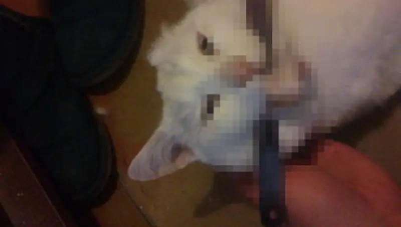 Пользователи Сети ищут транслировавшего убийство кота в прямом эфире живодёра