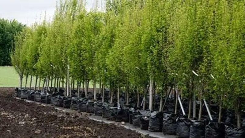 Участники акции "Час Земли" высадят 17 млн саженцев