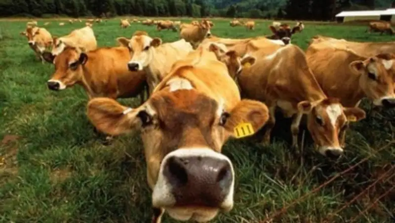 Полиция Алматинской области за 10 месяцев вернула хозяевам 2 тыс голов похищенного скота