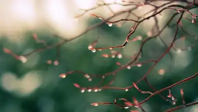 kazakh-zerno.kz, фото - Новости Zakon.kz от 26.03.2018 09:31