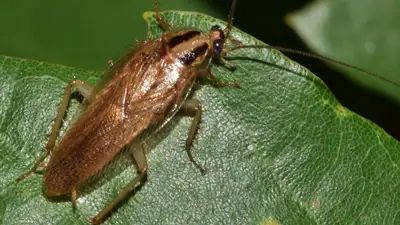 Зоопарк  в Техасе предлагает ко Дню Святого Валентина назвать тараканов именами бывших , фото - Новости Zakon.kz от 31.01.2023 11:31