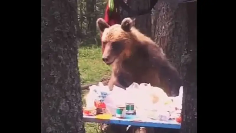 В Риддере медведь повадился воровать у туристов еду