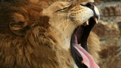 Zakon.kz, фото - Новости Zakon.kz от 25.04.2017 21:14