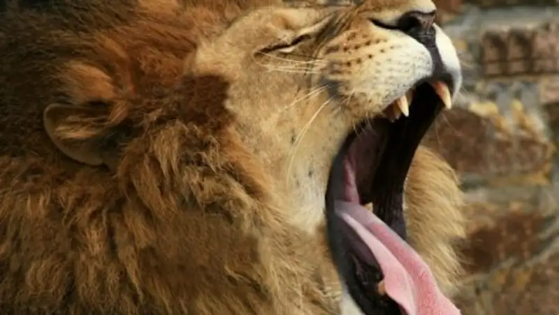 Лев укусил саратовского подростка за ягодицу