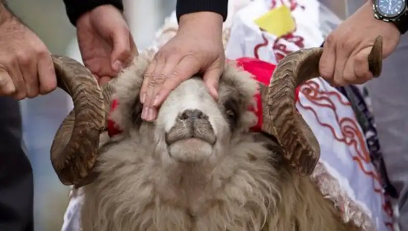 Полиция Алматы напомнила о запрете продажи скота в стихийных местах