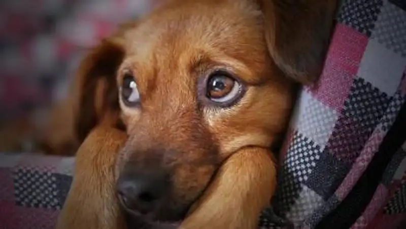 Собака отравилась алкоголем в День кошек