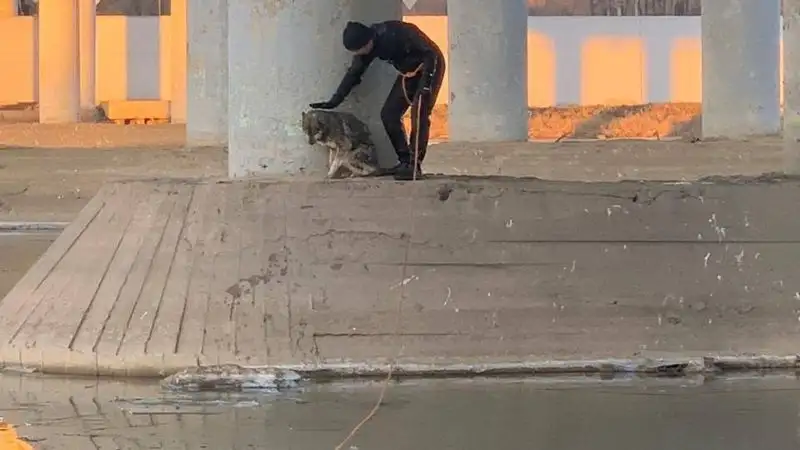 Атырауские спасатели помогли тонущей собаке