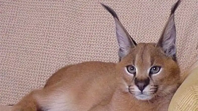 В Москве задержаны похитители редкого котенка каракала