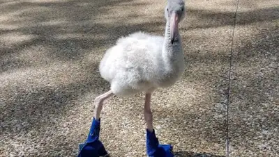 Zakon.kz, фото - Новости Zakon.kz от 20.08.2017 21:48