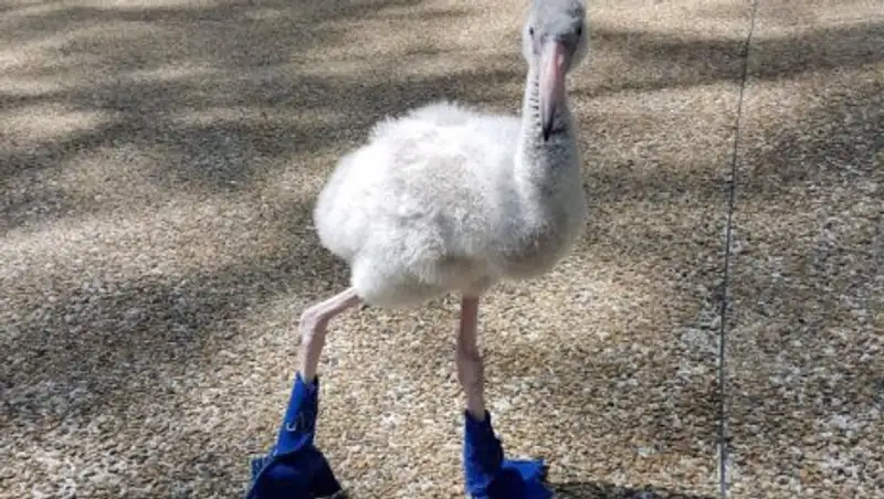 В сингапурском парке птиц малыша-фламинго обули в пинетки