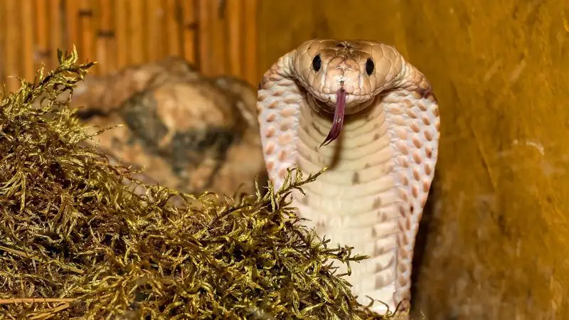 8-летний мальчик в Индии убил ядовитую змею своим укусом