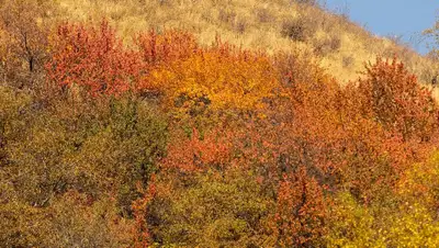Осень в горах Алматы 