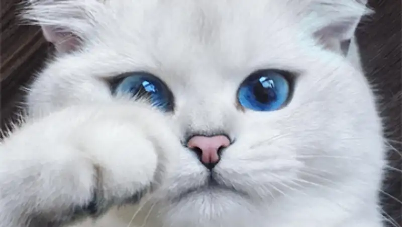 Кот с небесно-голубыми глазами стал звездой интернета