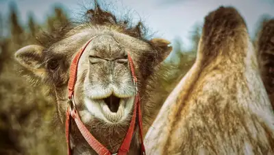 pixabay.com, фото - Новости Zakon.kz от 02.11.2019 08:50