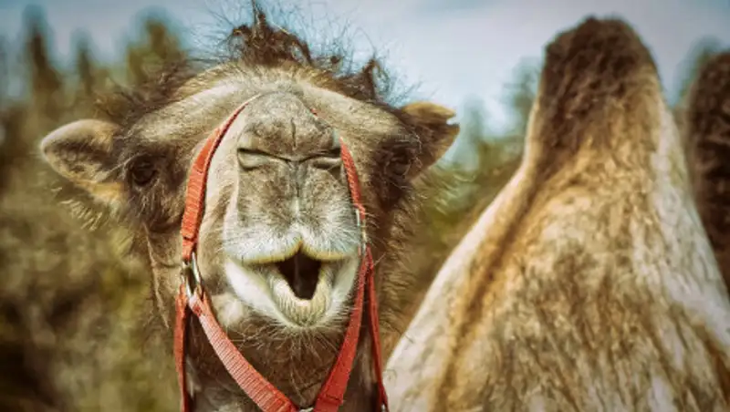 Тонувшего верблюжонка спасли нацгвардейцы в Актау