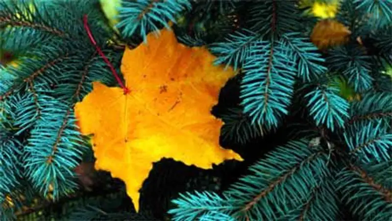 Теплую и сухую погоду прогнозируют сегодня синоптики в стране