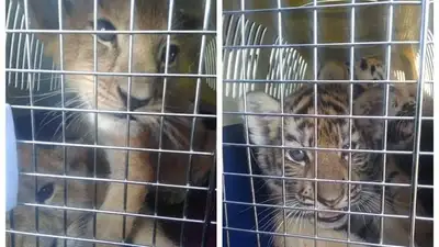 Из России в частный казахстанский зоопарк пытались незаконно ввести, фото - Новости Zakon.kz от 07.07.2023 22:05