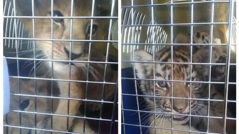 Из России в частный казахстанский зоопарк пытались незаконно ввезти тигрят и львят