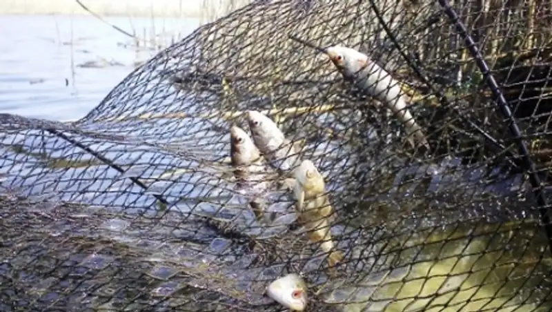 Более 15 км браконьерских сетей выловили на западе Казахстана