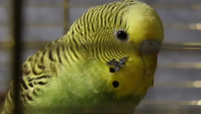 В Сети набирает популярность ролик с "рыдающим" попугаем 