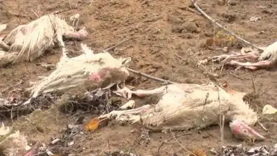 irbistv.kz, фото - Новости Zakon.kz от 21.09.2020 16:59