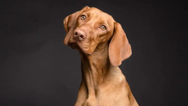 “Смотрю, лежит гильза": волонтеры о нападении на приют для животных