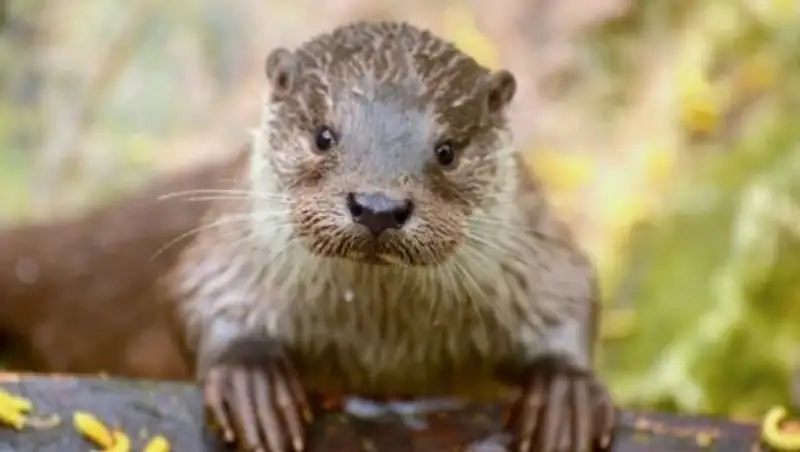 Выдра Гарри предсказал победу России в матче против Египта