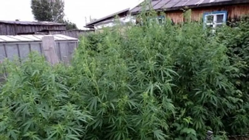 В Уральске обнаружили плантацию конопли стоимостью в полмиллиона долларов