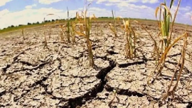 Наиболее пострадавшие от засухи и жары районы назвали в Жамбылской области