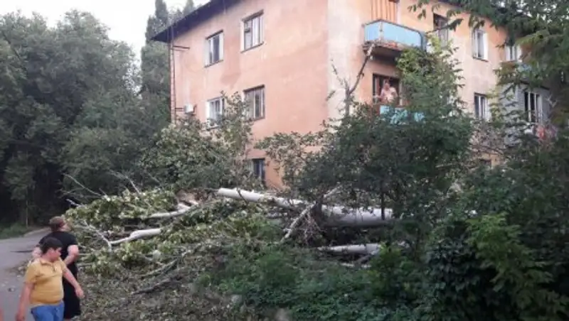 В одном из дворов Алматы обрушившееся дерево перекрыло проезд и повредило крышу дома